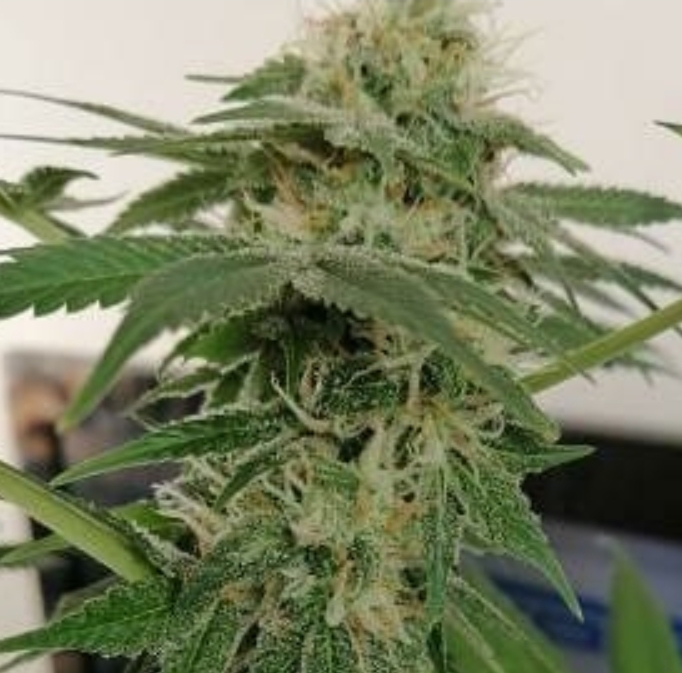 Black Domina x Northern Liights